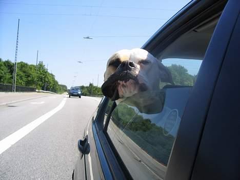 Amerikansk bulldog Ørsted´s Nanna billede 6