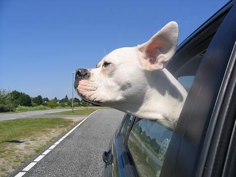 Amerikansk bulldog Ørsted´s Nanna billede 7