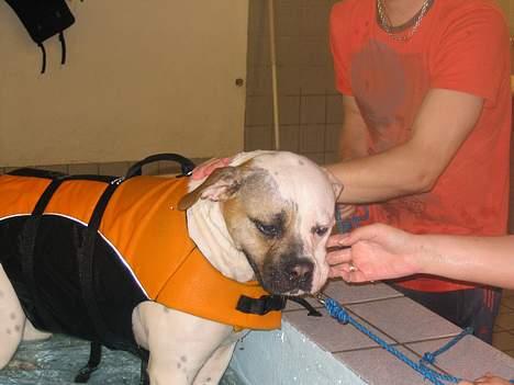 Amerikansk bulldog Ørsted´s Nanna billede 8