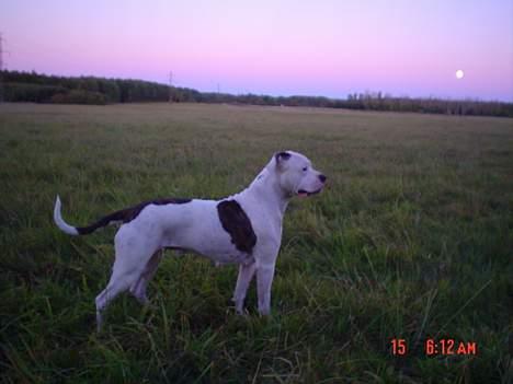 Amerikansk bulldog Ørsted´s Nanna - Nanna´s mor billede 9