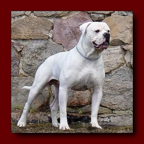 Amerikansk bulldog Ørsted´s Nanna - Nanna´s far billede 10