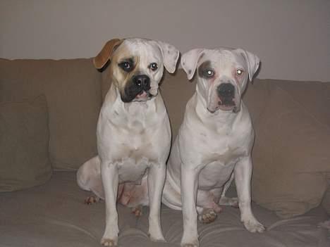 Amerikansk bulldog Ørsted´s Nanna billede 11