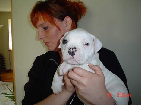 Amerikansk bulldog Østergaard´s Carlos - 4 uger billede 10