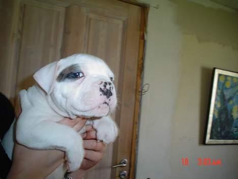 Amerikansk bulldog Østergaard´s Carlos - 4 uger billede 11
