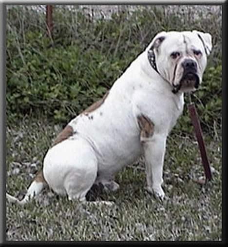 Amerikansk bulldog Østergaard´s Carlos - Carlos´s far billede 13