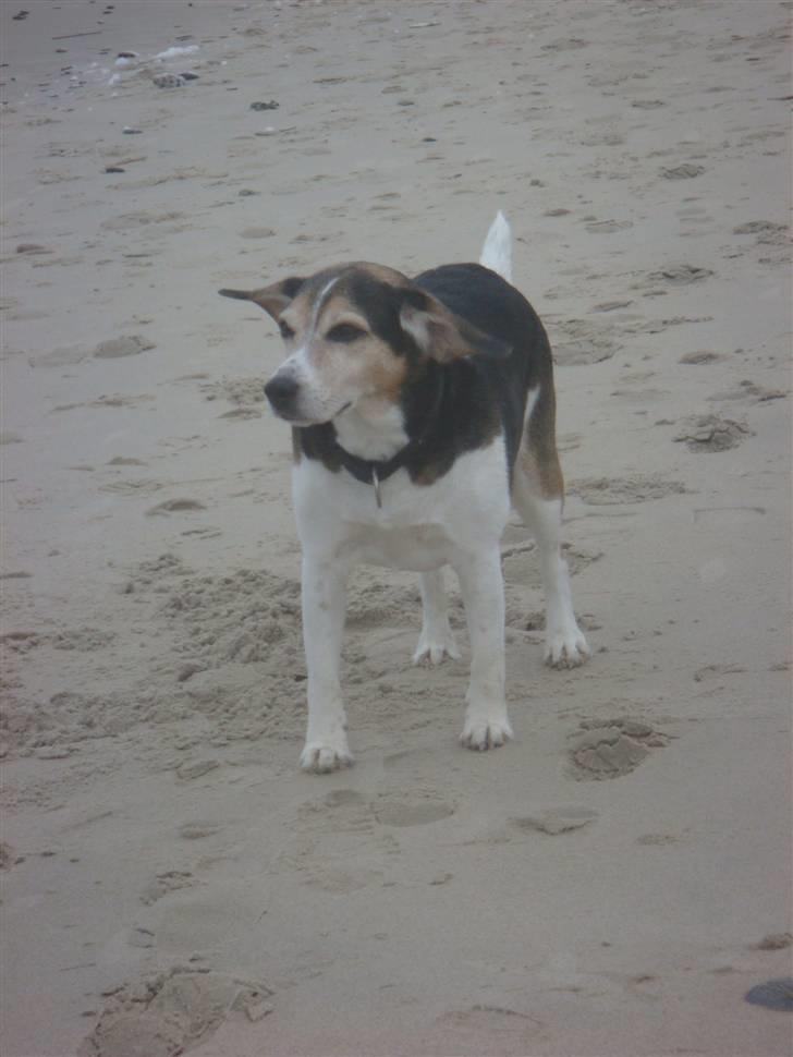Blanding af racer Basse :] the lover dog.  - Vesterhavet, endnu en ting han elsker ;)  billede 3