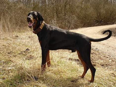 Dobermann Fox Vom Löven Dom/ Mozart - Hvor længe ska jeg stå sådan her? billede 1