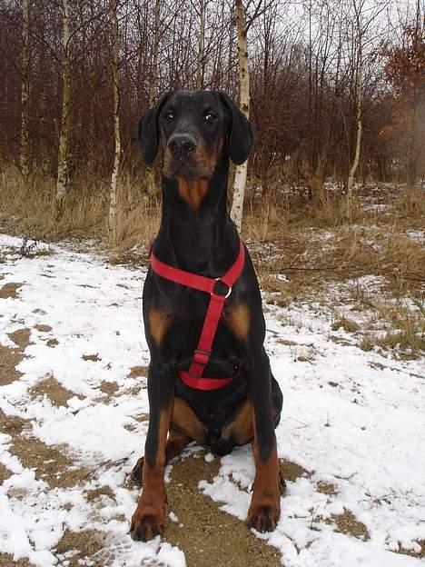 Dobermann Fox Vom Löven Dom/ Mozart - Er du ik snart færdig med at lege med det kamera? billede 2