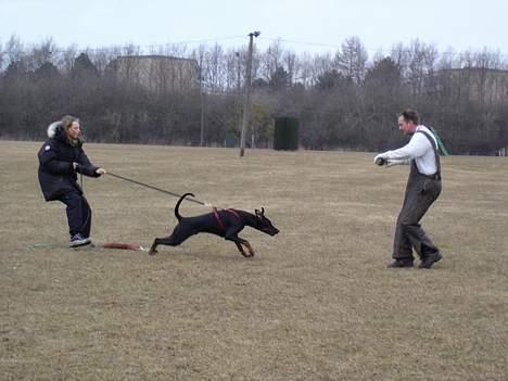 Dobermann Fox Vom Löven Dom/ Mozart - Her kommer super Mozart billede 3
