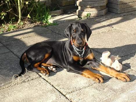 Dobermann Fox Vom Löven Dom/ Mozart - Nyder lige den sidste efterårs sol på terassen sammen med bamse billede 4