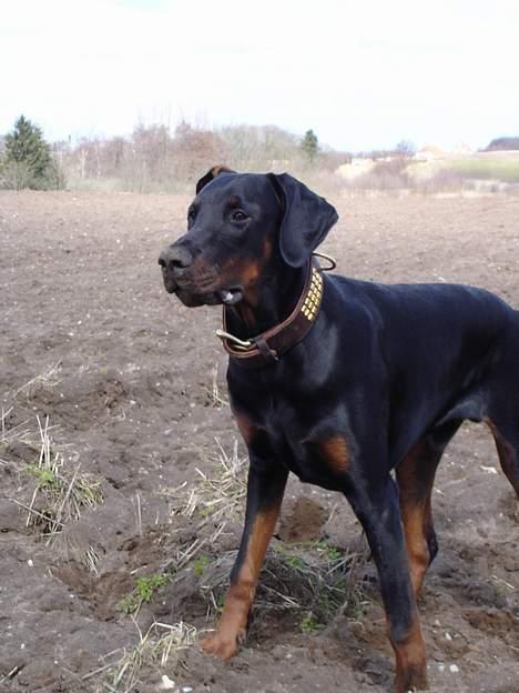 Dobermann Fox Vom Löven Dom/ Mozart - Jeg er klar billede 5
