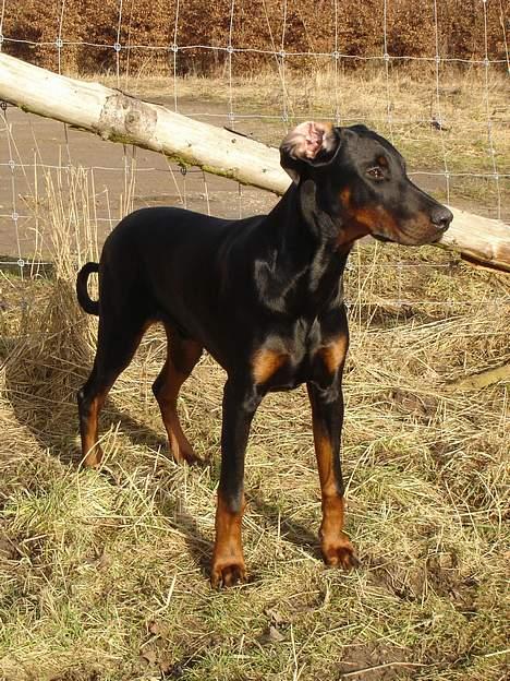 Dobermann Fox Vom Löven Dom/ Mozart - Nå lad mig så se hvem der er at lege med i hundeskoven i dag billede 6