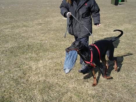 Dobermann Fox Vom Löven Dom/ Mozart - Jubi, jeg fik den... Mor og Mig til træning billede 7