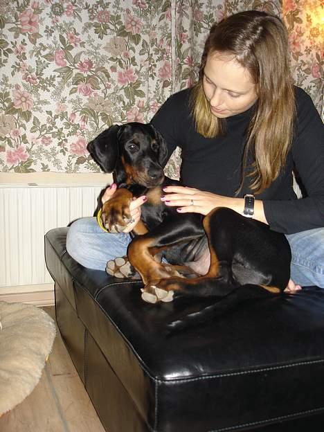 Dobermann Fox Vom Löven Dom/ Mozart - Mor og Mig billede 8