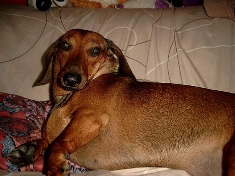 Gravhund Fiffig Jørgensen billede 7