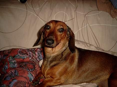 Gravhund Fiffig Jørgensen billede 8