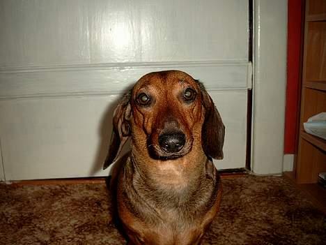 Gravhund Fiffig Jørgensen billede 10