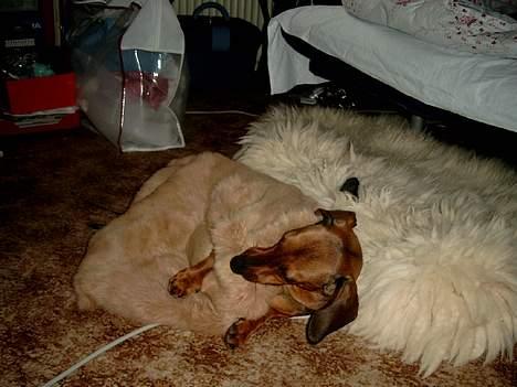 Gravhund Fiffig Jørgensen billede 11