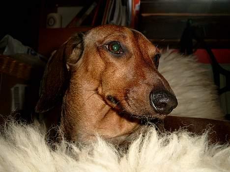 Gravhund Fiffig Jørgensen billede 12