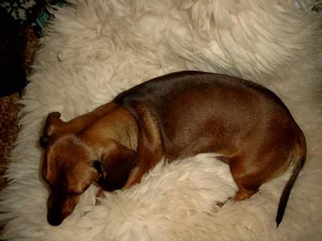 Gravhund Fiffig Jørgensen billede 13