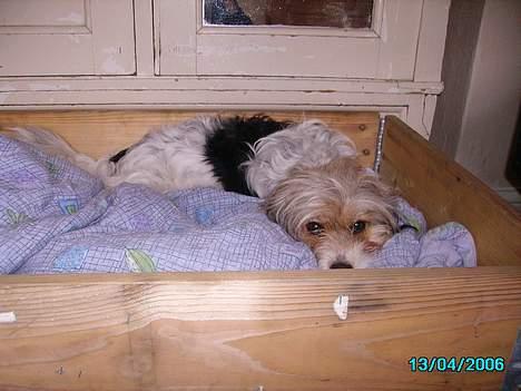 Blanding af racer Pjevs - pjevs i sin føde kasse  billede 5