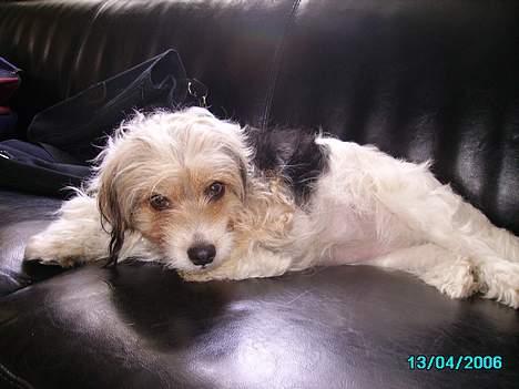 Blanding af racer Pjevs billede 6