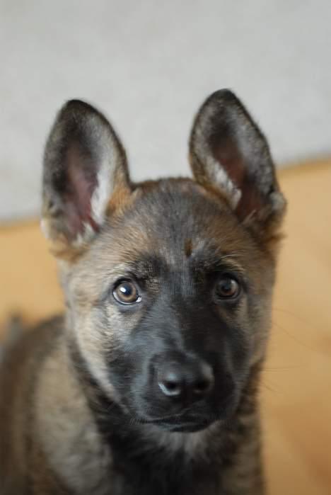 Schæferhund Hulgaards Loppe - Er jeg ikke bare for lækker? billede 1