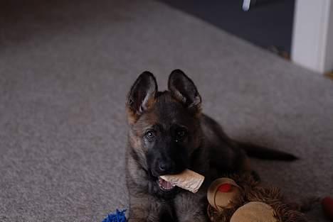 Schæferhund Hulgaards Loppe - Kan altså sååå godt li ben billede 2