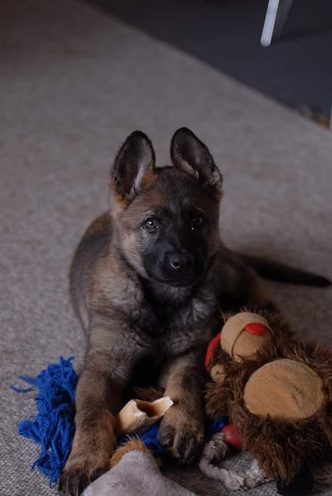 Schæferhund Hulgaards Loppe - Alle mine yndlings ting er samlet foran mig nu!! billede 3