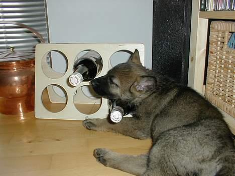 Schæferhund Hulgaards Loppe - Puha- liver er hårdt så jeg snupper lige en snaps før jeg sover... billede 4