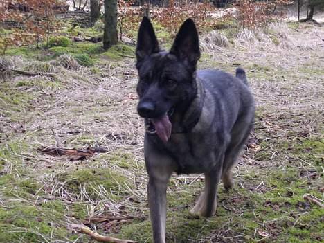 Schæferhund Afrah - En lille tur i hundeskoven 13-04-06 billede 13