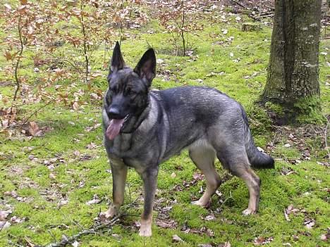 Schæferhund Afrah - 13-03-06 billede 15
