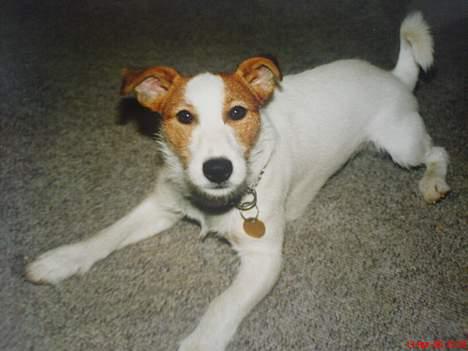 Jack russell terrier Remo † R.I.P - kun et år gammel billede 16