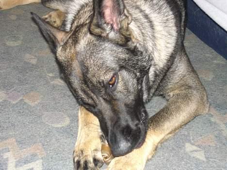 Schæferhund Afrah - Og efter en tur i skoven, et dejlig tyggeben og en lille lur... 13-04-06 billede 16