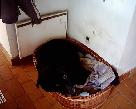 Blanding af racer R.I.P 27.04.09 *Dino*  - Lige en lille lur i sin kurv. billede 2