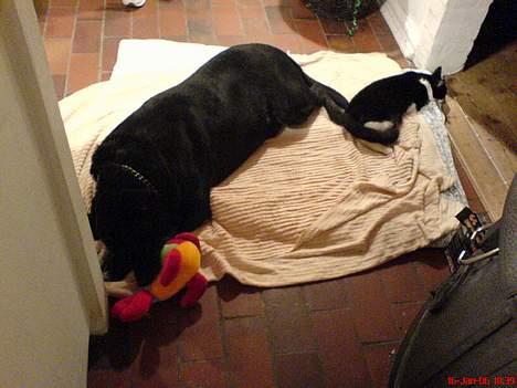 Blanding af racer R.I.P 27.04.09 *Dino*  - Dino efter en tur ved dyrlægen, hvor han fik fuld bedøvelse...:-) billede 4