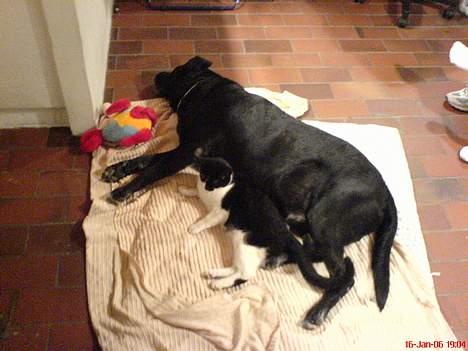 Blanding af racer R.I.P 27.04.09 *Dino*  - Samme dag efter turen ved dyrlægen. Missen udnytter at han er bedøvet. billede 5