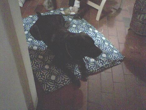 Blanding af racer R.I.P 27.04.09 *Dino*  - Se hvor fin jeg er. billede 6