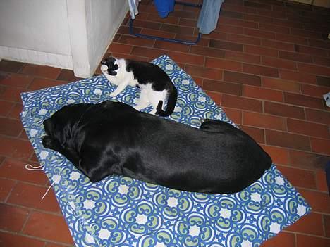 Blanding af racer R.I.P 27.04.09 *Dino*  - Dino og mis er lidt trætte.  billede 7