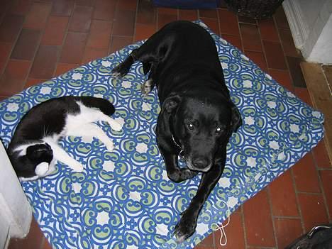 Blanding af racer R.I.P 27.04.09 *Dino*  - Hov hvad laver du? billede 8