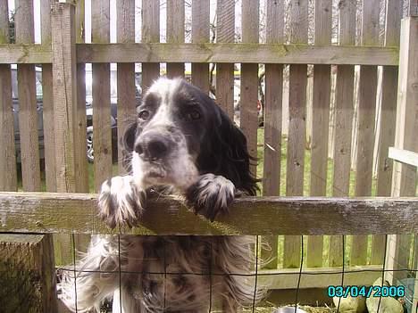 Engelsk setter bruce billede 1