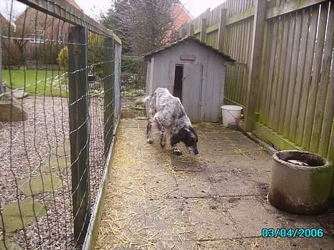 Engelsk setter bruce billede 2