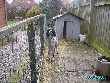 Engelsk setter bruce billede 3