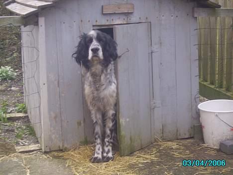 Engelsk setter bruce billede 4