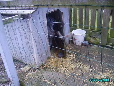 Engelsk setter bruce billede 6