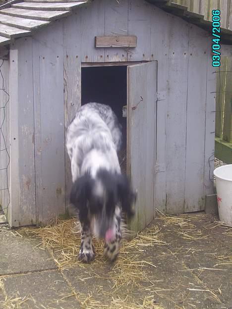 Engelsk setter bruce billede 7