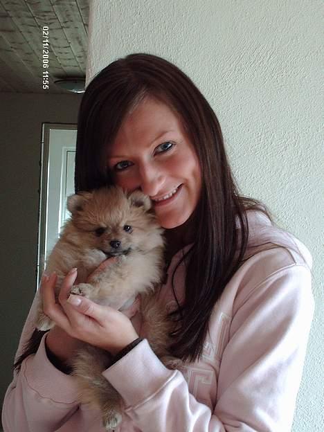 Pomeranian Mille - Lille Mille den da jeg hentede hende... billede 1