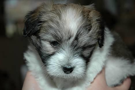 Coton de tulear Uniq Coton Sergent Pepper billede 1