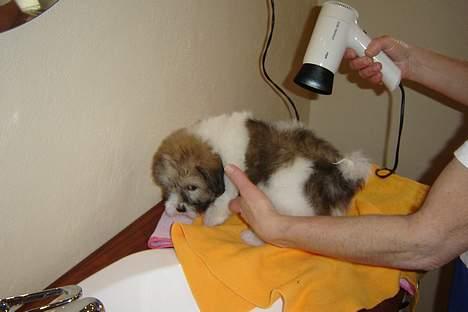 Coton de tulear Uniq Coton Sergent Pepper billede 2