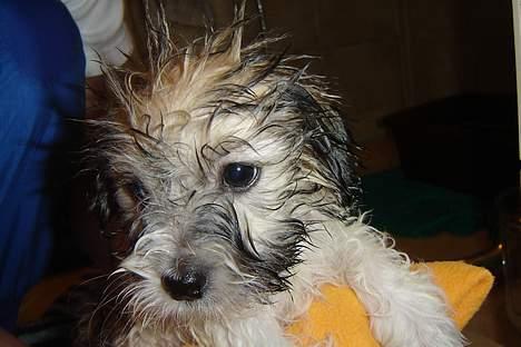 Coton de tulear Uniq Coton Sergent Pepper billede 3